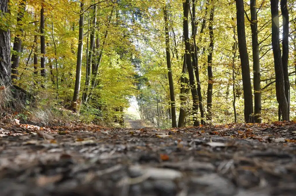 forrest, wood, tree-3676925.jpg